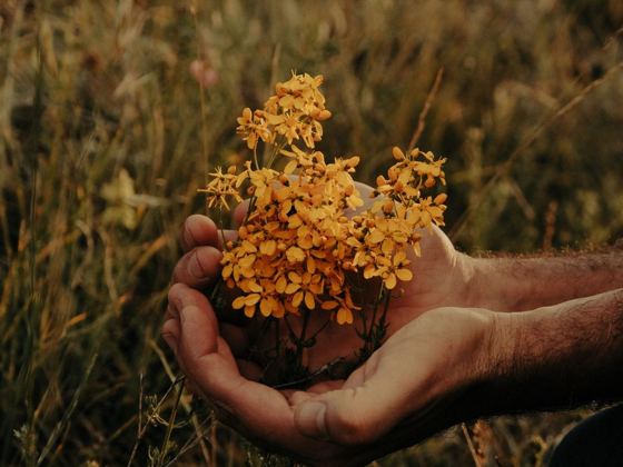 Manos sosteniendo flores silvestres en el campo