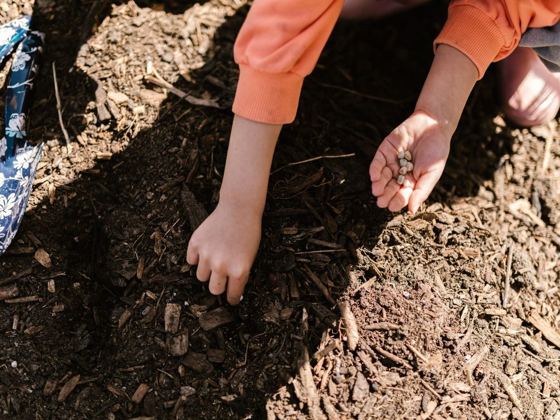 Manos de un niño plantando semillas en la tierra