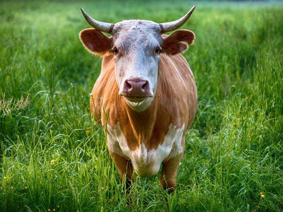 Vaca marrón y blanca en un prado verde